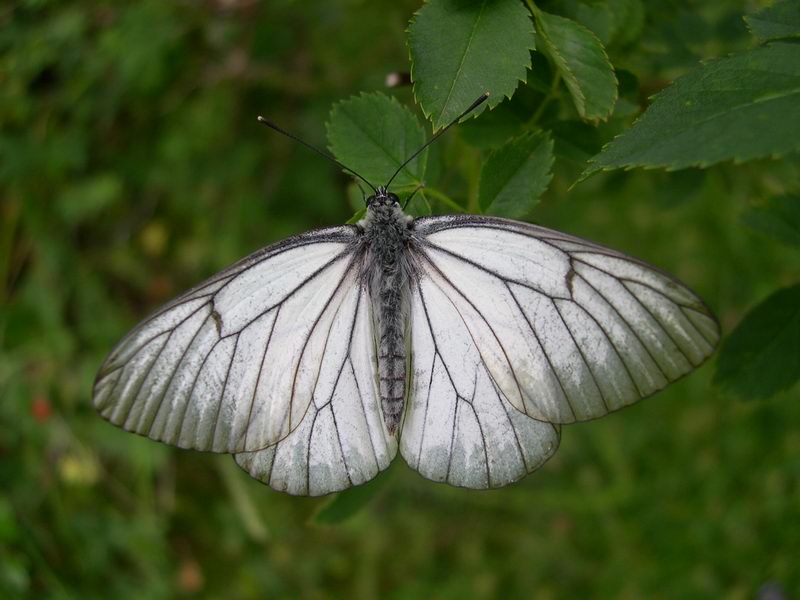 Menage a trois Aporia crataegi